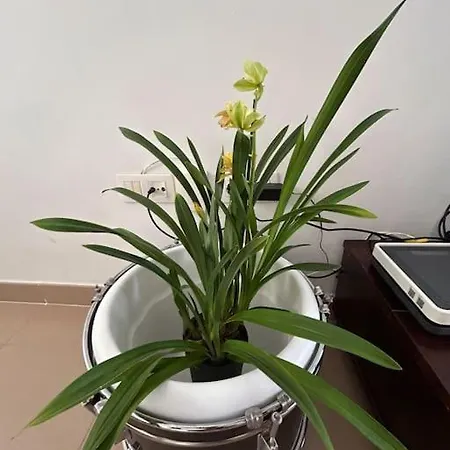 Casa Orquidea Puerto del Rosario (Fuerteventura)